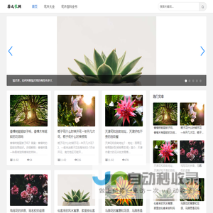 蒜之花网-探索丰富多彩的花卉世界